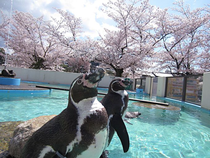 京都市動物園_けいたろう