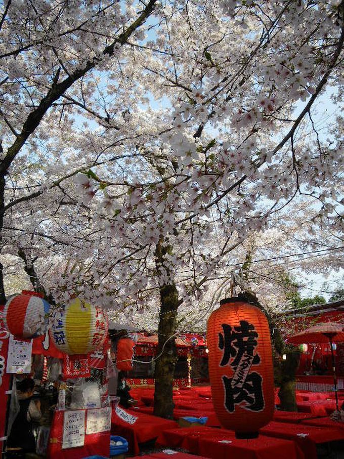 平野神社_SHIZUKO