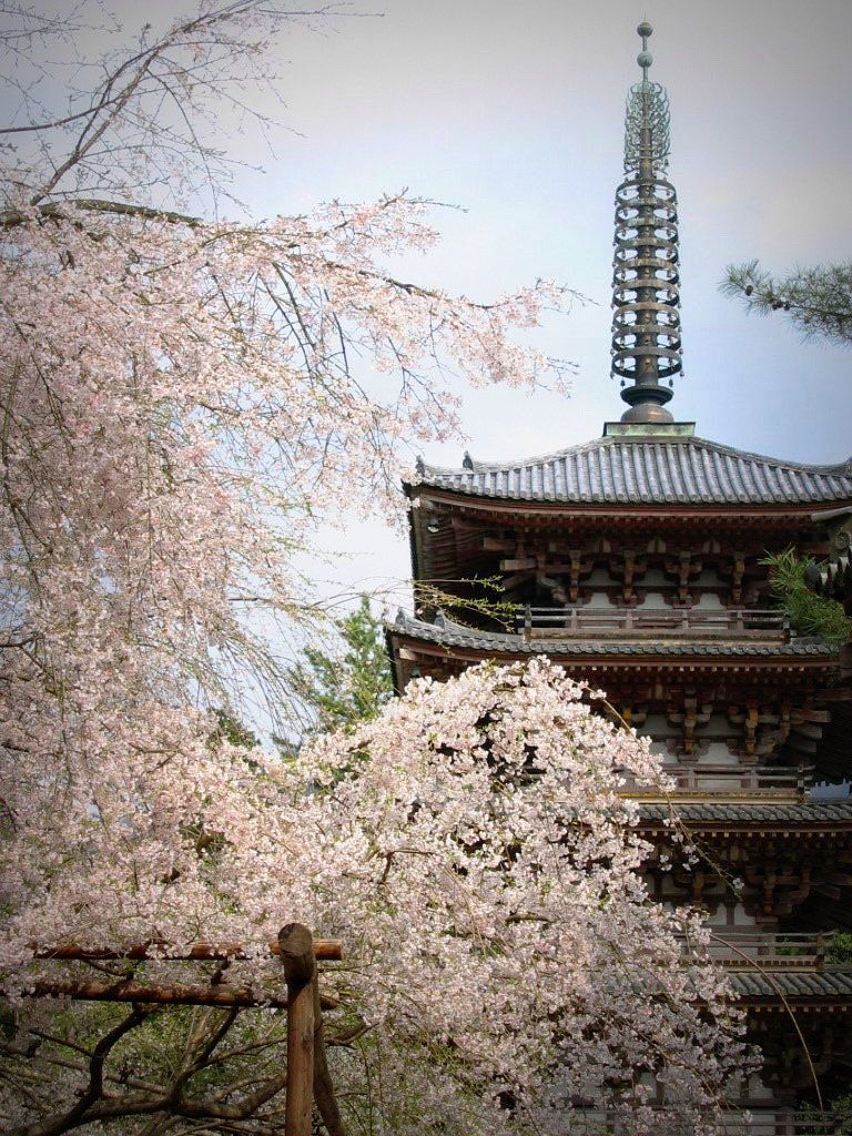 醍醐寺_bow
